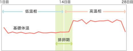 妊娠しやすい時期