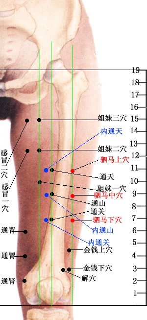 八部位（大腿部）