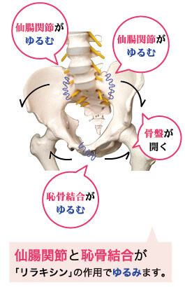 仙腸関節と恥骨結合が「リラキシン」の作用でゆるみます。